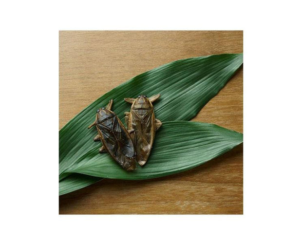 Takeo Giant Waterbugs Snack Food and Drink Sugoi Mart